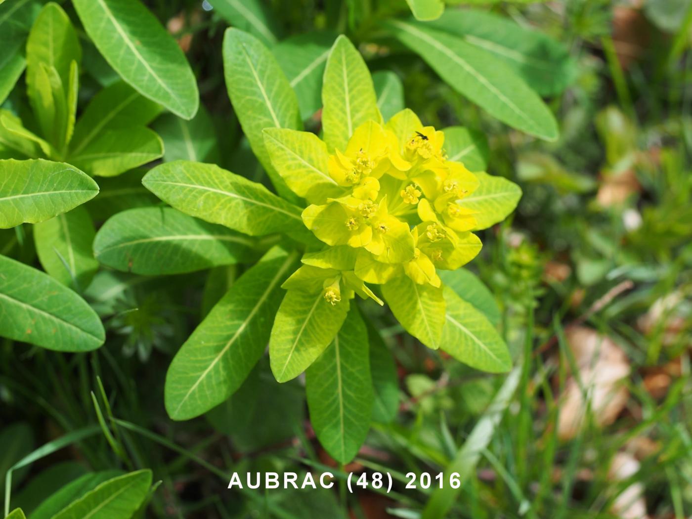 Spurge, Irish leaf